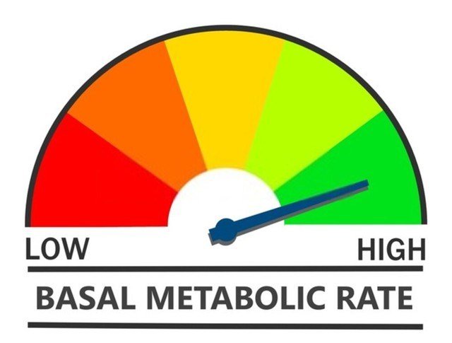 Taxa metabolica basal